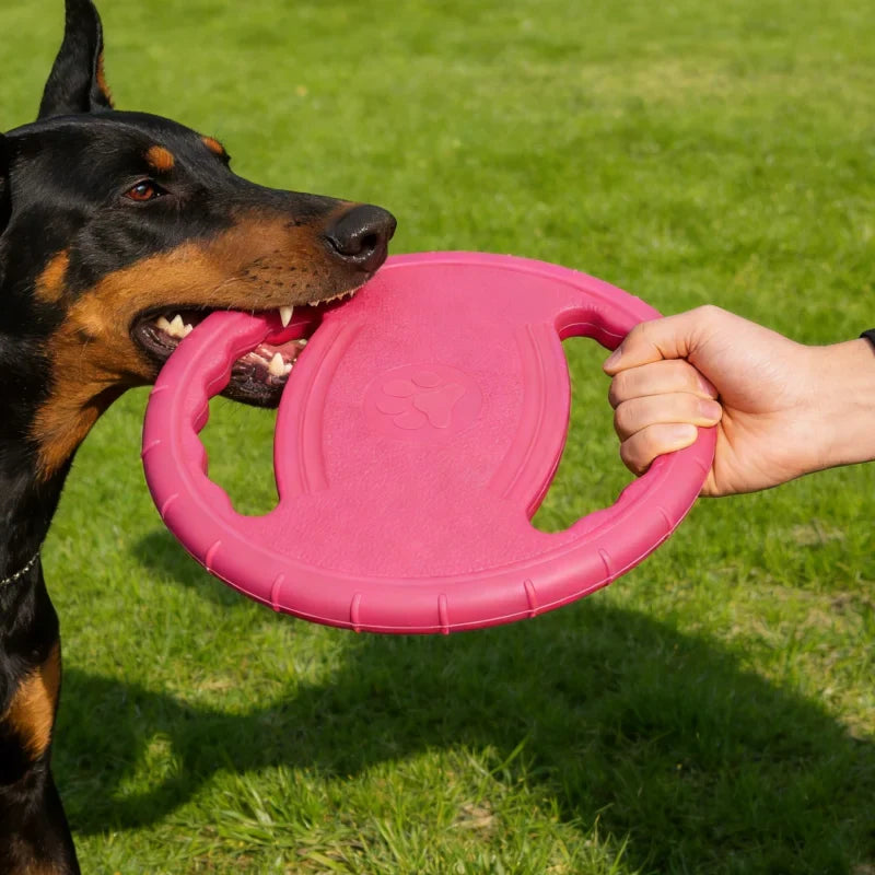 Chien jouant avec un frisbee dans le jardin