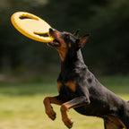 Frisbee souple indestructible pour chien