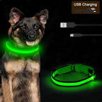 Collier lumineux LED rechargeable pour chien et chat