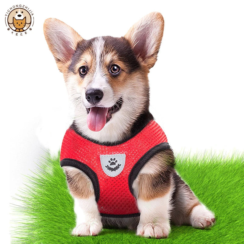 Harnais de promenade ajustable pour chien