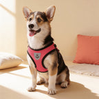 Harnais de promenade ajustable pour chien
